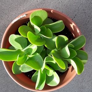 Meet your Posher, Dalia